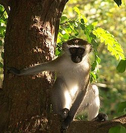 vervet monkey sketching for beginners